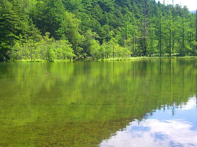 見えづらいですが、マガモが一羽泳いでいます。