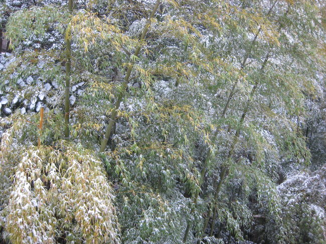 　今夜のお宿の竹取亭円山にチェックイン。<br />　部屋の窓からは笹に雪が積もりいい感じ。