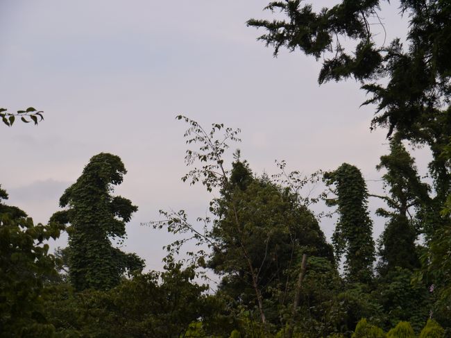 真夏の競演<br /><br />ゴジラＶＳ