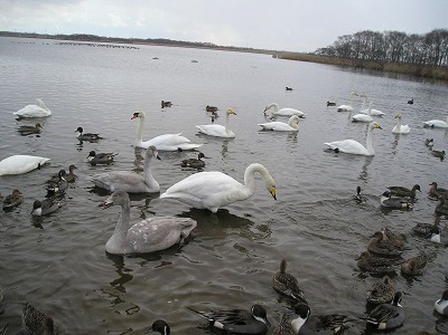 ウトナイ湖の白鳥さん