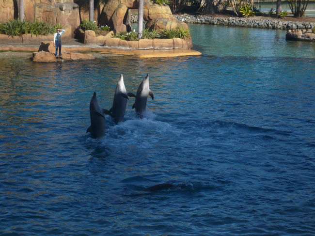 イルカショー♪