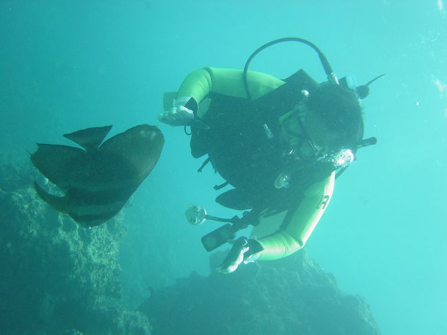 ツバメウオとワタシ。