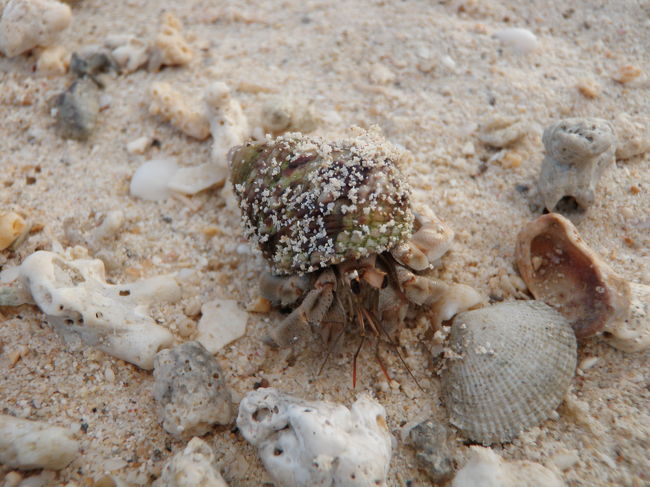 おっと、いたいた。<br />大好きなやどかり君。<br />見てるだけで、飽きません。