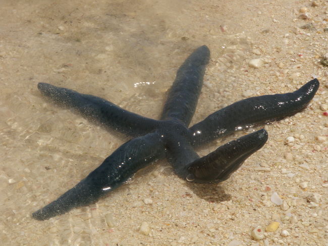 青いヒトデを発見\(◎o◎)／<br />「触っても大丈夫だよ」って言われたけど<br />私にはやっぱり無理。<br />