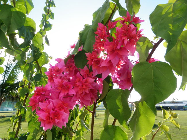 ブーゲンビリアも八重咲き<br /><br />