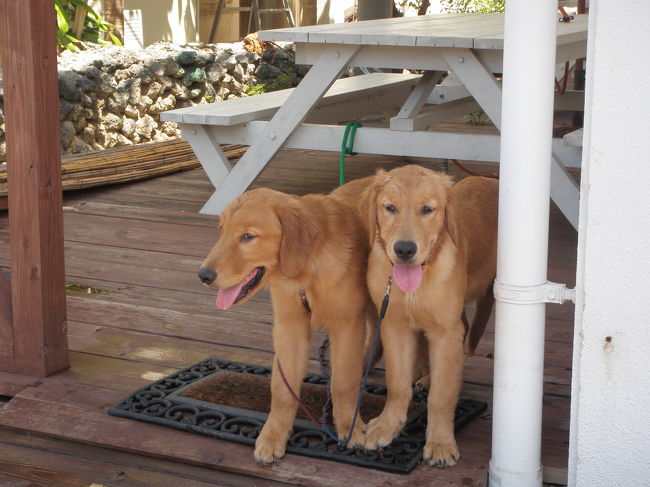 帰り道かわいいワンちゃんに会いました。<br /><br /><br />