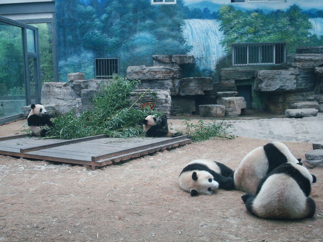 ぱんだは１日２０時間寝るらしいので、<br />起きているぱんだを見る為にはご飯の時間を狙うしかありません。<br />って！もう寝そうな子がいます！<br /><br />みんなその情報を知っているらしく、<br />８時頃は日本人が、９時頃からは中国人が沢山見に来ていました。<br />ぱんだは人気者ですね♪