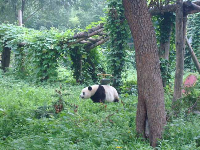 外では親パンダが散歩していました。<br />でもこのパンダもさっきまで笹をもしゃもしゃ食べていました。<br />３０分位ずーっと一心不乱に食べてました・・。<br />それも可愛いんですけどね。
