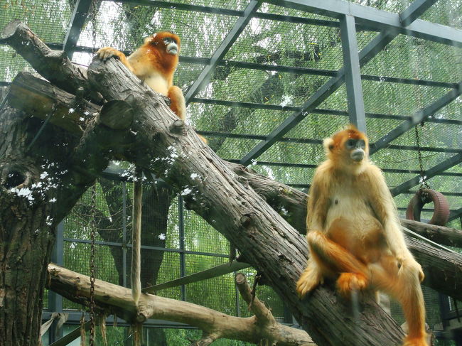 孫悟空のモデルになったお猿さんの金絲猴。<br />この子もカメラを構えると、近寄ってきてポーズをとってくれました。<br />それにしても、きれいな毛並みです！<br /><br /><br />そしてこの後は動物園を後にして、長城に行く為に北京北駅に向かいました。