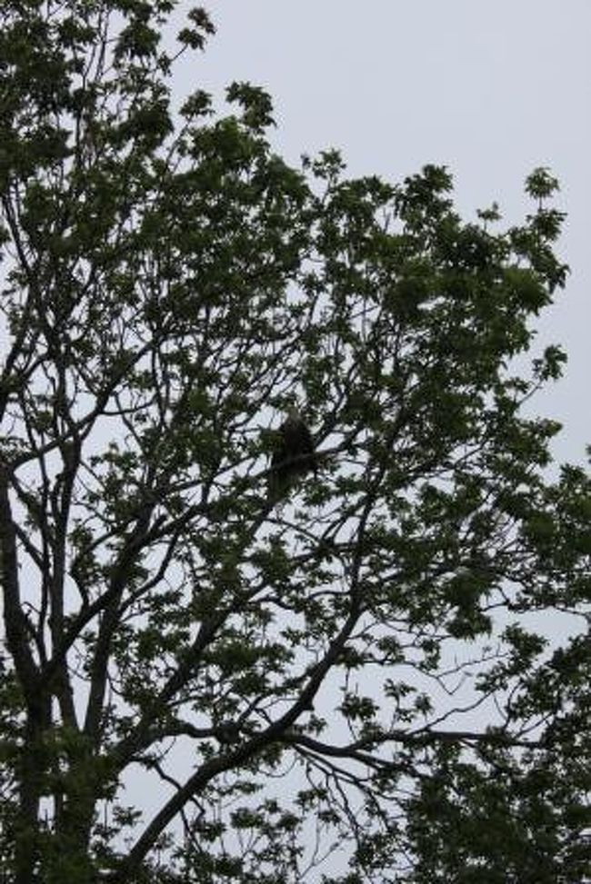 鷲のところだけ大写しにしたのを表紙にしました。