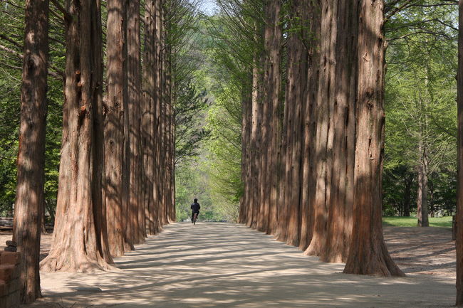 とはいえ、ヨン様とチェジュがたわむれたといっているこの並木道はすっごいキレイ！<br /><br />私のように冬ソナにあまり興味がない人でも行く価値大！<br /><br />紅葉シーズンが一番きれいなんじゃないかな？