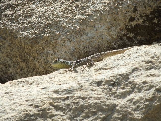 トカゲもいる。