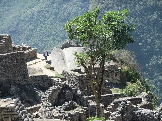 ツアーメイトの方に、ハッピーツリーというのだと教えてもらった。