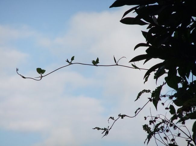 等間隔に小鳥が止まっているような、かわいらしい蔓を発見…<br /><br />自己満足の世界…（笑）
