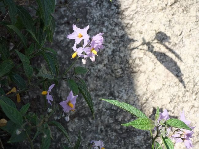 山頂の花…<br /><br />これは、ジャガイモ…？？？<br />