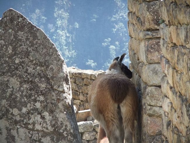 リャマ<br />遺跡内のあちこちで遭遇…