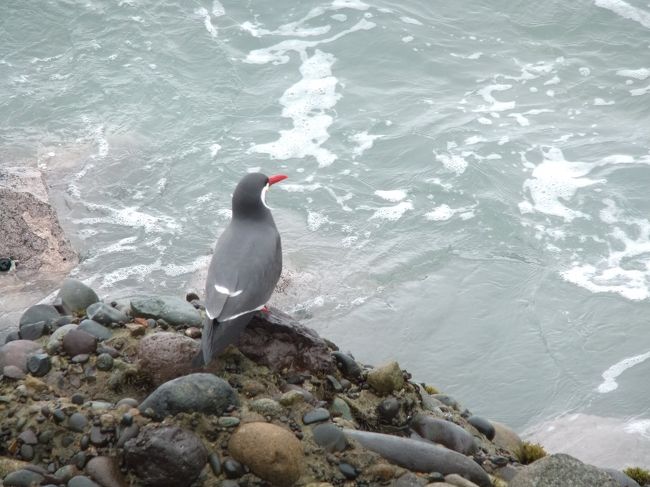 海鵜（うみう）<br />鵜飼いの文化もあったそうで…