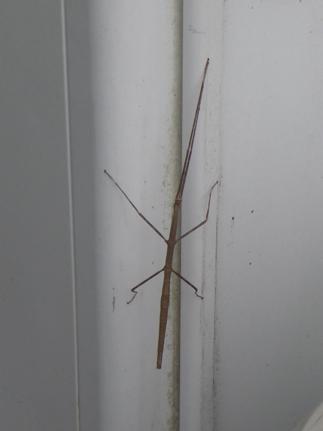 木の枝かと思ったら、ナナフシでした。<br />ナナフシなんて見るのは子供の頃以来かも...。