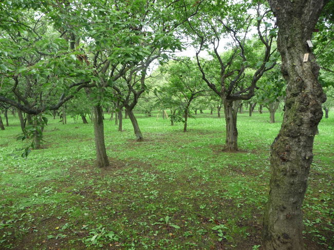 偕楽園といえば「梅」。<br />梅林がどこまでも広がっています。梅の花の咲く時期は素晴らしいのでしょうね。