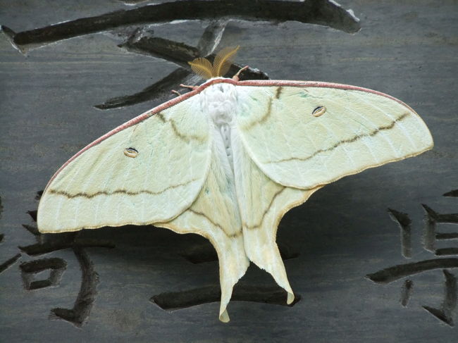 こんなおっきな蛾が…！