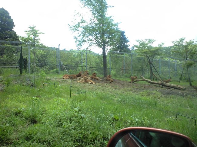 ライオンさん。 