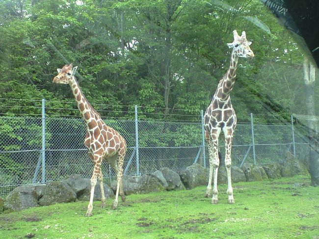 なかなか絵になるキリンさん。<br />当たり前だけど，窓が開けられないので，，写真がどうしてもガラス越しになってしまうのー 