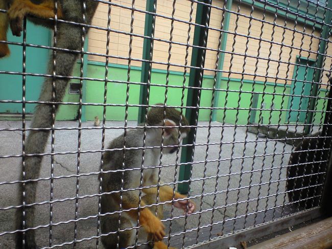 今日はとっても混んでるので、昼頃にはサファリパークを後にしました。<br />  <br />