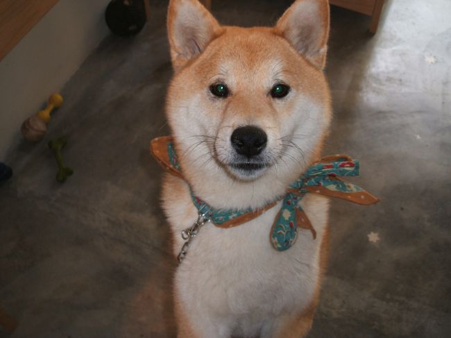 ポンポン本人です。非常に人懐っこくかわいいです。オーナーカップルもも本当に素敵な人柄で、店内が癒される空間になっています。ギフト用の包装もエコでありながら、アーティストとしての包装の仕方で驚かされます。ポンピドーセンターから歩いてすぐなので是非、パリのエスプリの作品たちに会ってみてください。