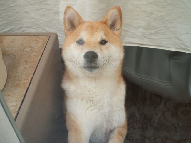 もう一つおまけにポンポンの写真です。ノルマンディ生まれのフランス犬ですが、ご先祖様はれっきとした、日本犬、柴犬です。