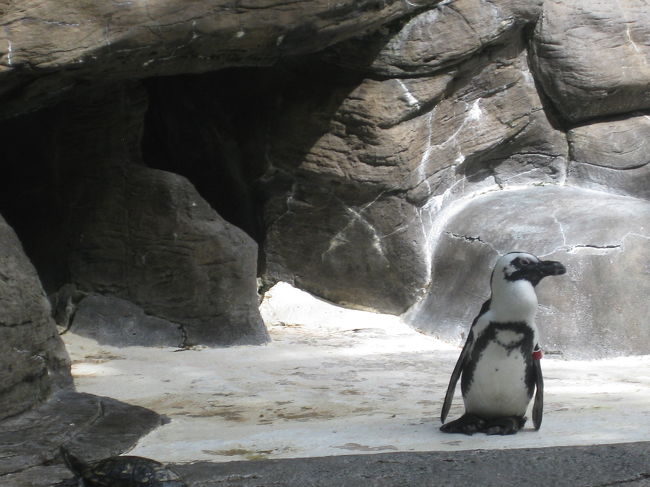 今回のホテルはペンギンや、