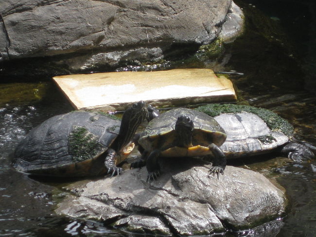 　亀のいるヒルトンハワイアンビレッジです。<br />　ＡＭ１０：００過ぎに着いてしまったので、さすがにまだチェックインできず。<br />　とりあえずアラモアナショッピングセンターに行って時間をつぶすことにしました。<br />　