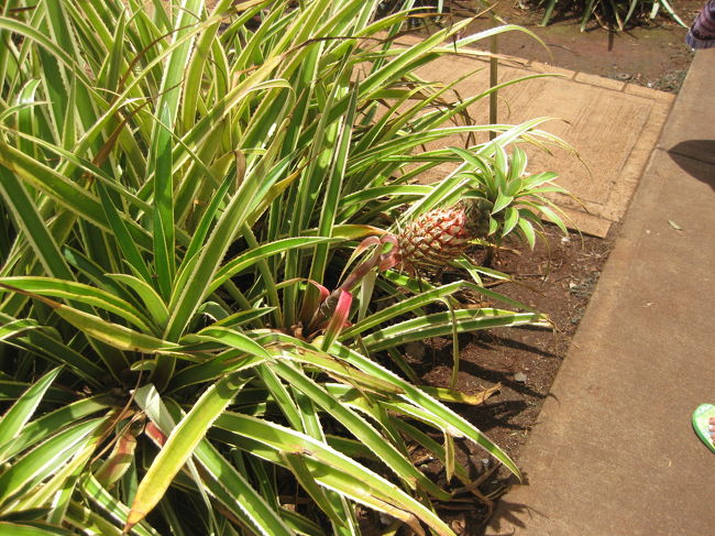 　パイナップルってこんな風にできるんだぁ。