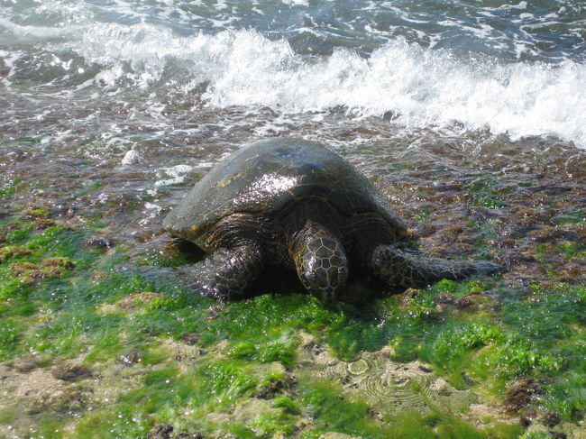 　しっかりウミガメも見ることができました。