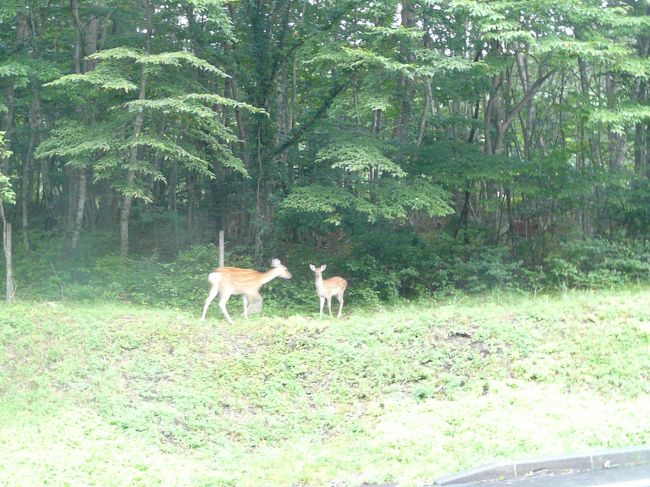 須走から下る途中に鹿を見つけました。