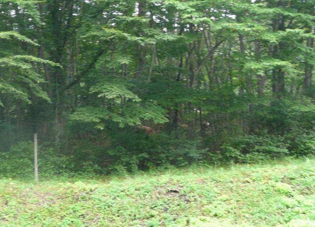 森林の奥には多くの鹿が居るようです。