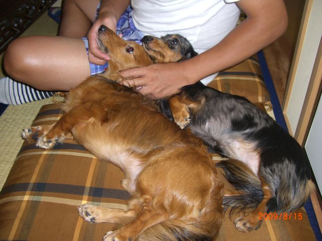 かしこくお留守番していたＤ一家も加わって・・・<br /><br />延々と飲み続けます。。ちなみに嫁の立場のまやこですが、遠慮なくガンガン飲みます(笑)<br />とーぜん"まい れっどわいん"を数本、お昼間の買い物で義母に買ってもらっています(爆)