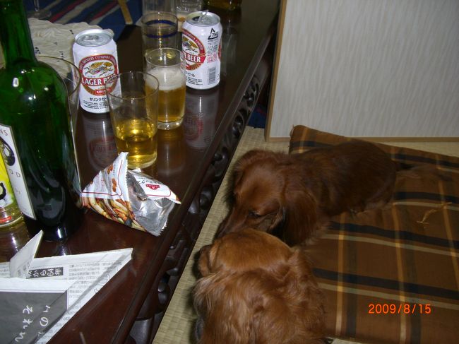 Ｋちゃんまで・・・<br /><br />ちなみに若旦那はこの写真を見るまで、２匹の悪行を知りませんでした。。