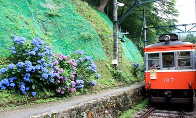 箱根湯本から登山電車に乗って、上ります。<br /><br />標高が高くなるにつれて、涼しくなってきました♪<br /><br />7月上旬まだ、あじさいがステキでした☆<br />