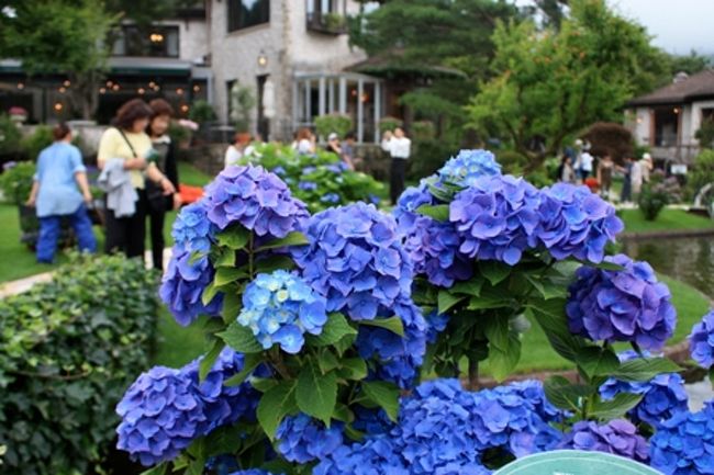 ガラスの森美術館にて。<br />ここのあじさいは、手入れが行き届いていて綺麗でした☆