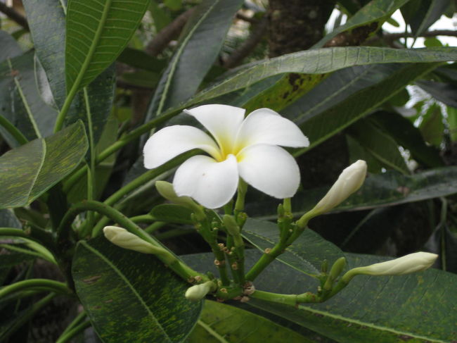 可憐に咲くタモンビーチのプルメリア。<br /><br />グアムでは多くのプルメリアの大木に<br />逢うことができます。<br />おおきいなぁ。強いなぁ・・・<br />感心しきり。<br /><br />うちで留守番の鉢育ちプルメリア、元気かな。<br />