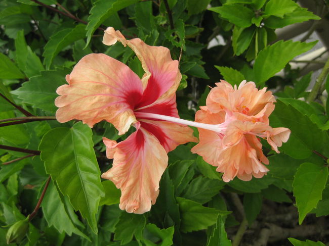 この日はターザでスライダー三昧。<br />写真を撮ってる余裕なく<br />延々と水と戯れていました。<br />お昼は、<br />買ってあった（※そしてターザ入口で取り上げられた）<br />おいなりさん、お弁当、フルーツなどを持って<br />（※返してもらって）<br />グアムプラザのプールサイドまで下りて<br />食べました。<br />Ｔａｚａは飲食物持ち込み禁止なのです。<br /><br />そこでも泳いだりして。<br />（しっかり泳げるプール！深い！！<br />　これまた楽しいです。）<br /><br />食べて泳いで、またＴａｚａに戻りました。<br />再び笑いがこみ上げるスライダー三昧です。<br /><br />入り口手前のハイビスカスちゃん。<br />かわいい！<br />「フラミンゴ」という種類でしょうか？<br /><br />そうそ、ターザは、<br />おしり打撲、おしり火傷、要注意です！！<br />体重がいけなかったのですかねぇ・・・。<br />(+_+)<br />