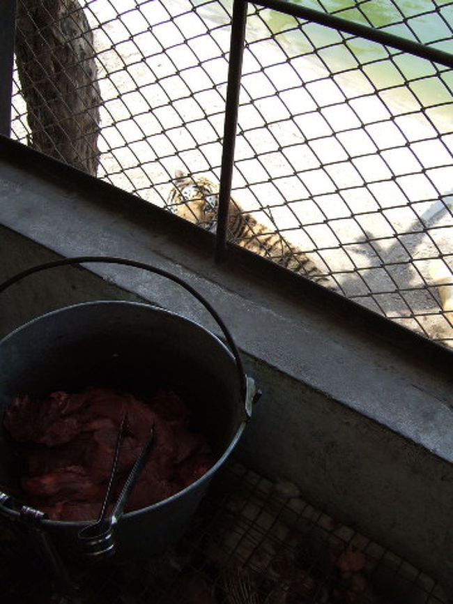 餌付けを待つトラ。ここではナンと生きた餌を檻の中に放り込むという有料サービスがあり、2005年当時の餌の価格がニワトリ100元、ブタ400元、うし7000元とうことだった。目の前でニワトリが放り込まれ、パクリ、と呑み込まれるまで一縷の望みを抱きながら低空飛行するニワトリの姿にちょっと憐憫の情を覚えてしまいました・・・