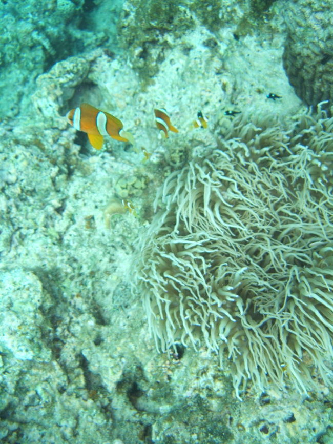 ぽにょ<br />じゃなくニモ<br />かくれクマノミ