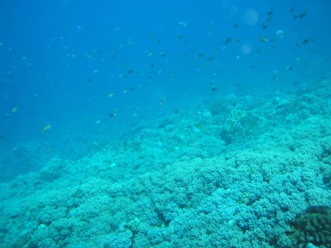 慶良間諸島にて<br />ダイビング