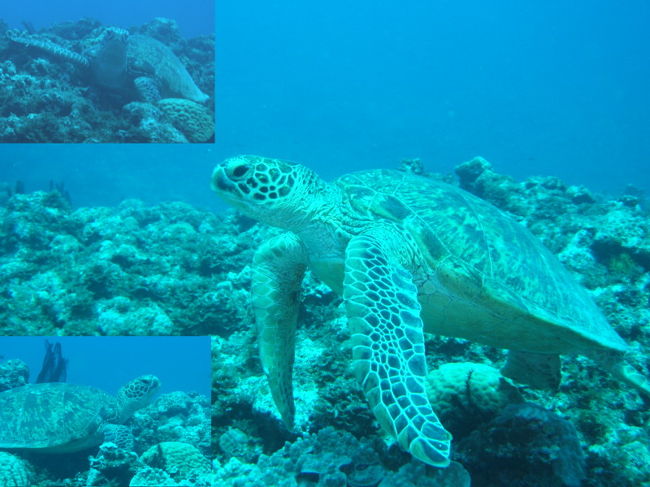 アオウミガメに遭遇