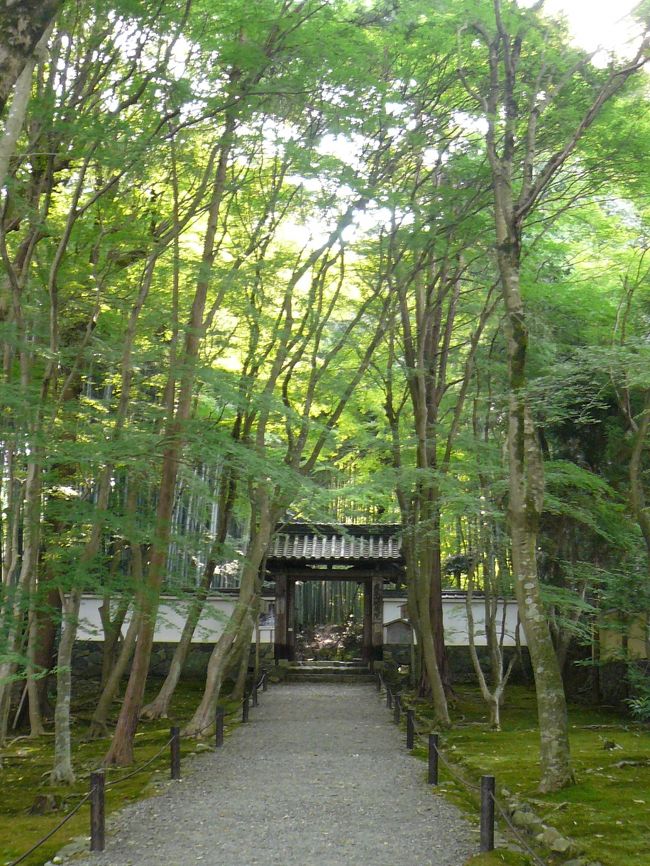 地蔵院入口<br /><br />夏の写真スポットとして最高です。