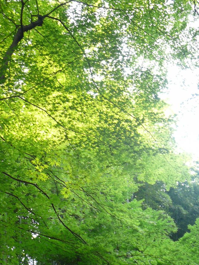 紅葉も青々としてス・テ・キ。