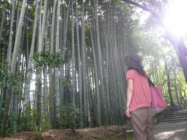 別名「竹の寺」という名前通り、太くて高々とした竹林が観れました。