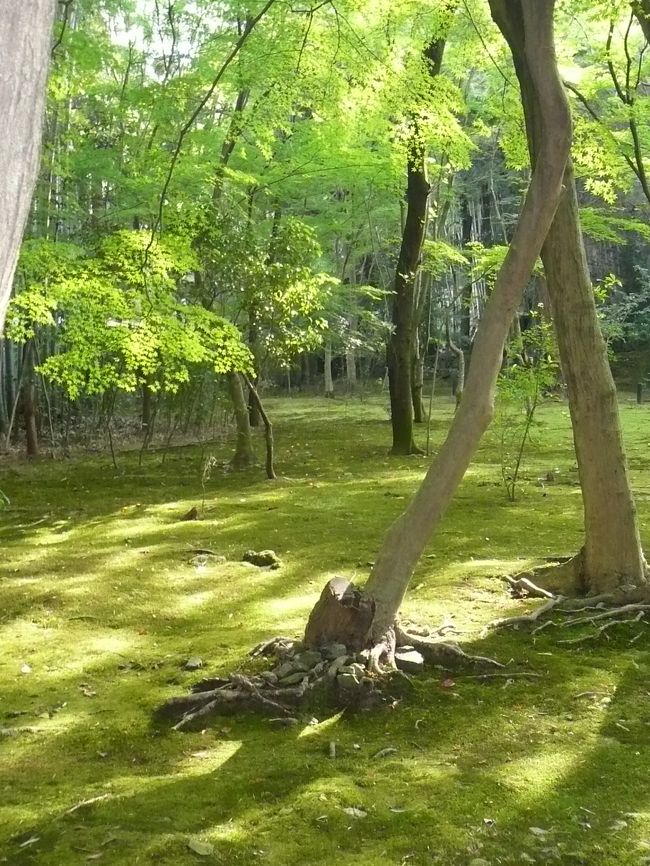 苔と紅葉の「光と影」がまたまたす・て・き。