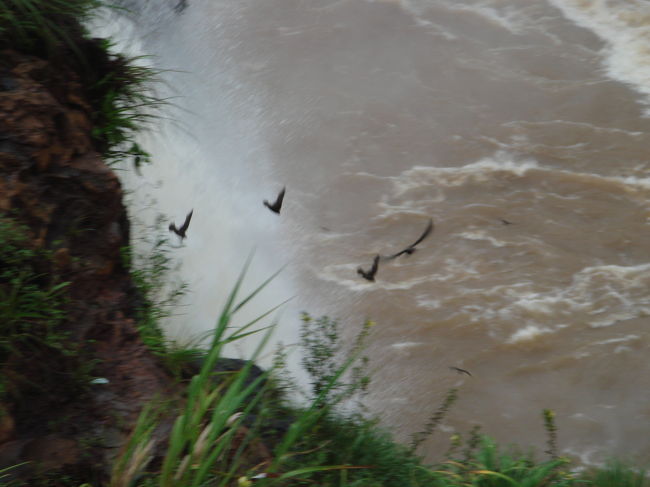 イワツバメ<br /><br />　滝の後ろに巣があって、滝に突っ込んで巣に戻っています。